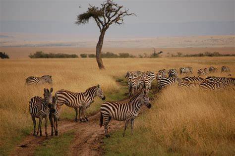 Lake Nakuru National Park – Maasai Mara National Reserve 
